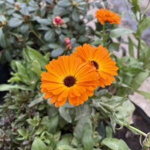Calendula