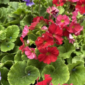 Primula Euconica