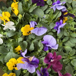 Violas